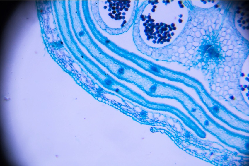 Mitochondrial Reboot